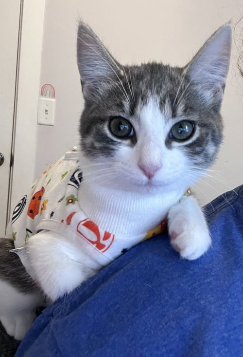 CABANA - Domestic Short Hair available for adoption