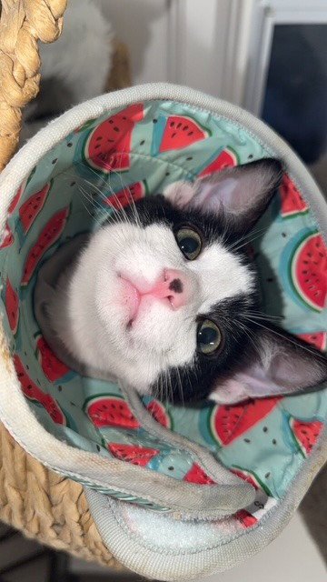 RUBEN - PENDING ADOPTION / RUBY - PENDING ADOPTION - Domestic Short Hair available for adoption