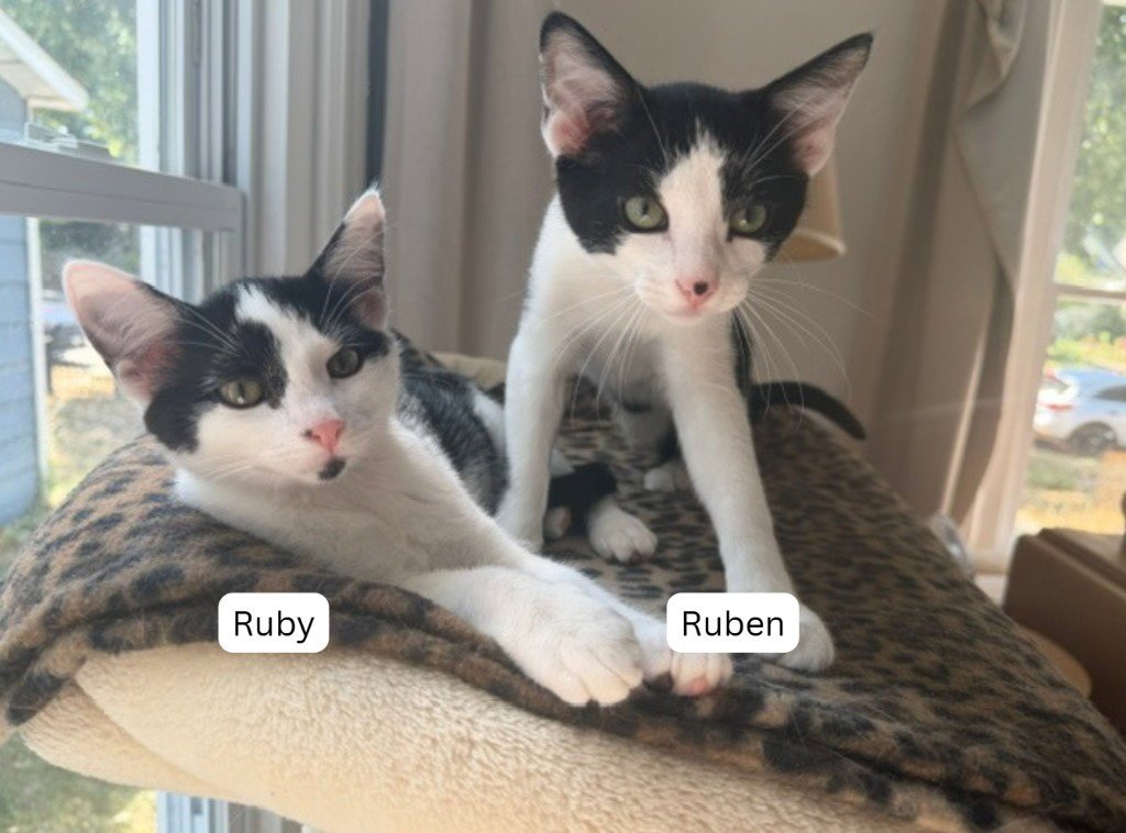 Ruben - Pending Adoption / Ruby - Pending Adoption Image