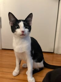 Ruben - Pending Adoption / Ruby - Pending Adoption - Photo 3