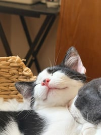Ruben - Pending Adoption / Ruby - Pending Adoption - Photo 4