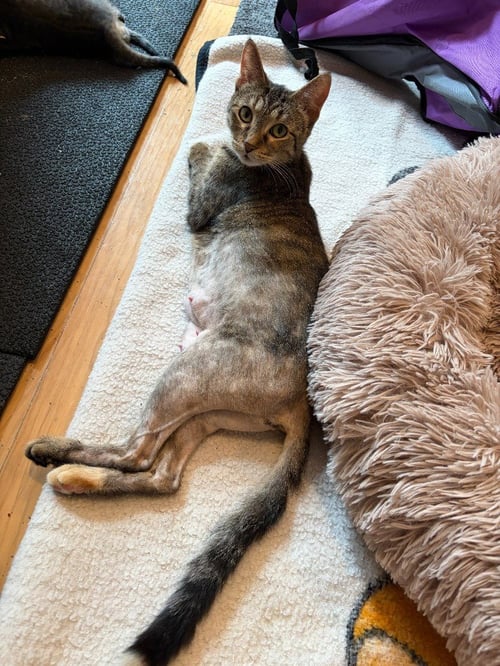 DELLA - Domestic Short Hair available for adoption