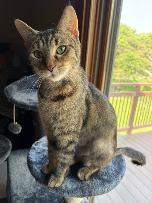 DELLA - Domestic Short Hair available for adoption
