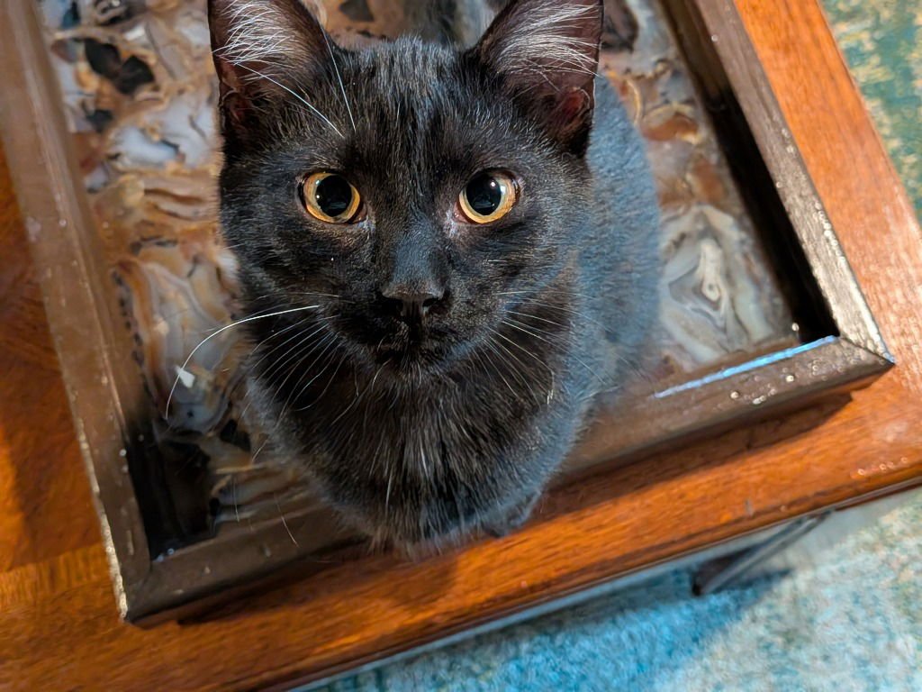 WILLOW - Domestic Short Hair available for adoption