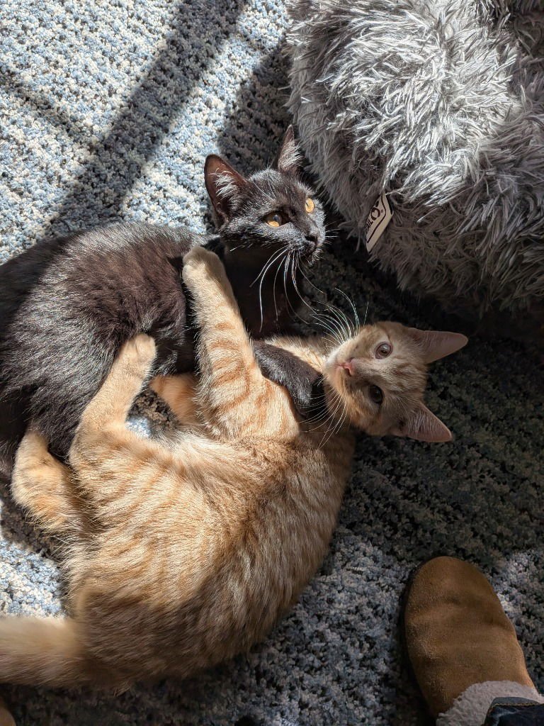 WILLOW - Domestic Short Hair available for adoption