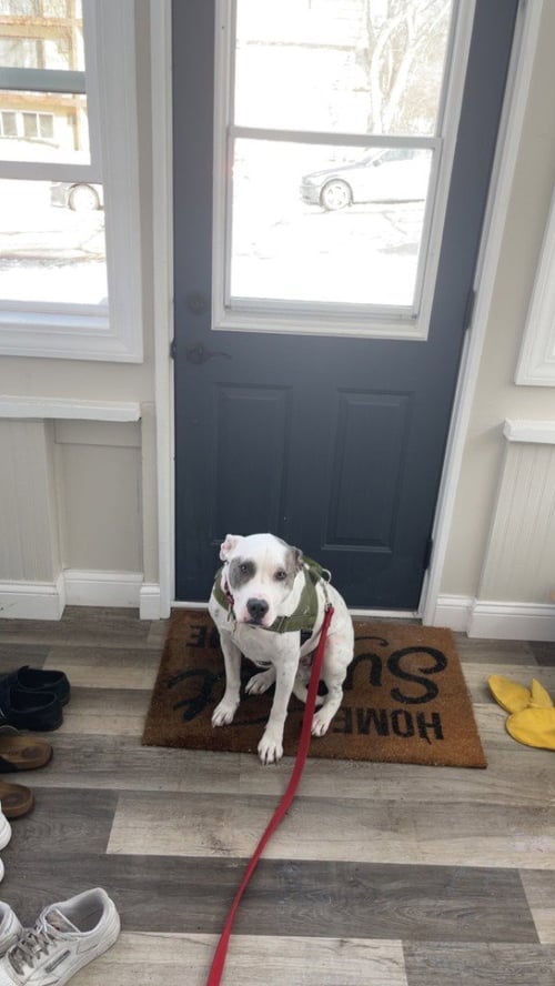 MAX - Pit Bull Terrier / Hound available for adoption