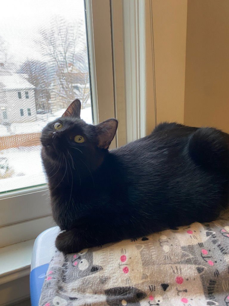 BERNADETTE (FELV+) / MOTH (FELV+) - Domestic Short Hair available for adoption