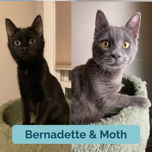 BERNADETTE (FELV+) / MOTH (FELV+) - Domestic Short Hair available for adoption
