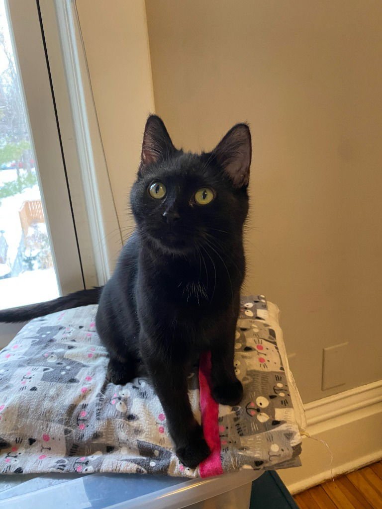 Bernadette (FeLV+) / Moth (FeLV+) - Photo 4