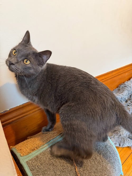 BERNADETTE (FELV+) / MOTH (FELV+) - Domestic Short Hair available for adoption