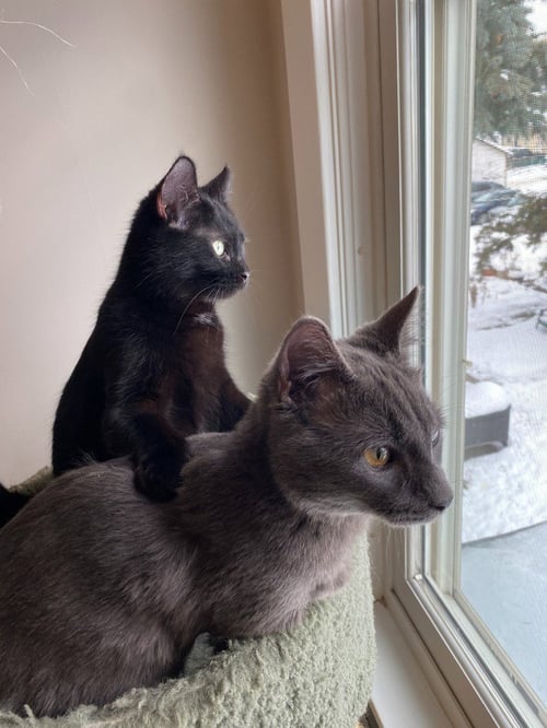 BERNADETTE (FELV+) / MOTH (FELV+) - Domestic Short Hair available for adoption