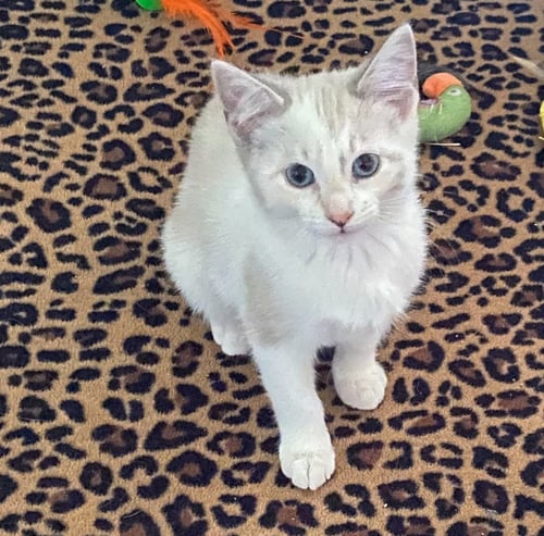 MERINGUE - Domestic Short Hair available for adoption