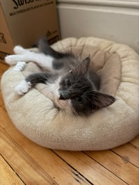 Madam Bergerone (FeLV+) - Photo 3