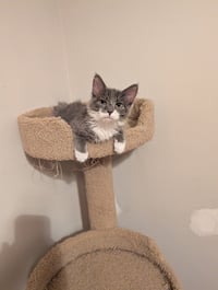 Madam Bergerone (FeLV+) - Photo 4