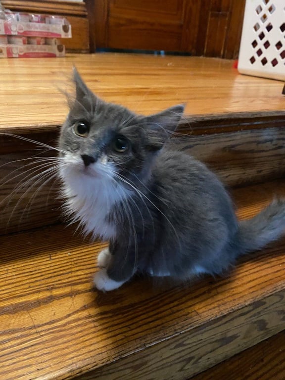 Madam Bergerone (FeLV+) Image
