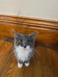 Madam Bergerone (FeLV+) - Photo 2