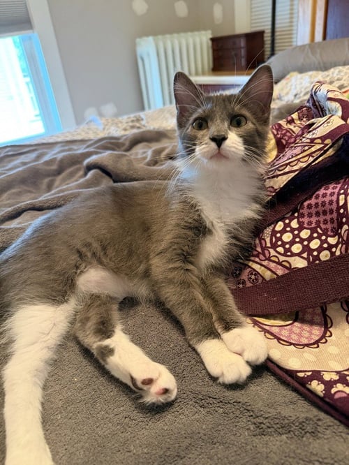 MADAME BERGERONE (FELV+) - Domestic Medium Hair available for adoption