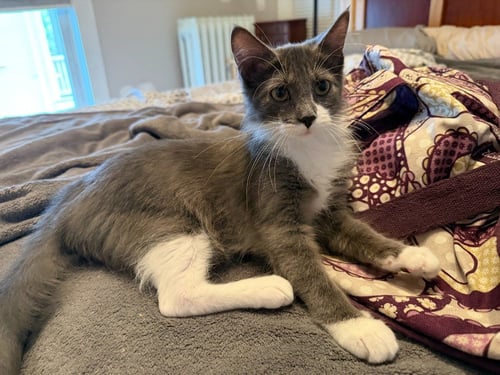MADAME BERGERONE (FELV+) - Domestic Medium Hair available for adoption