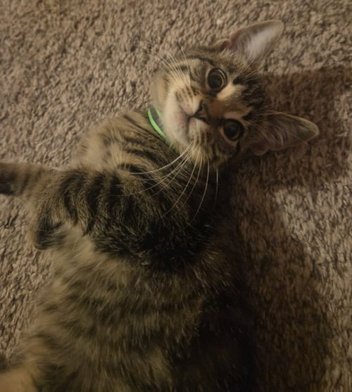 BUMBLEBEE / CRICKET - Domestic Short Hair available for adoption
