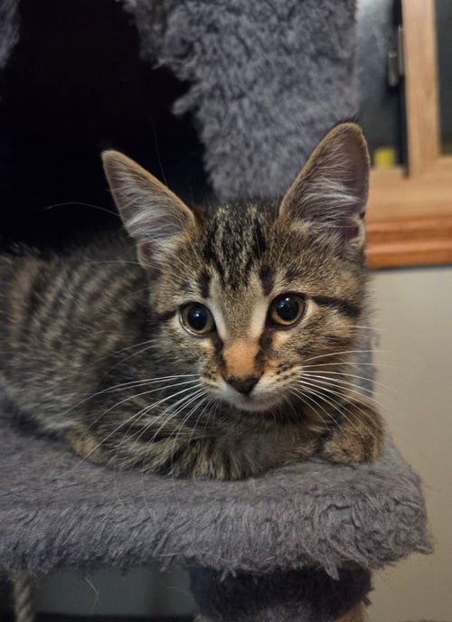 BUMBLEBEE / CRICKET - Domestic Short Hair available for adoption