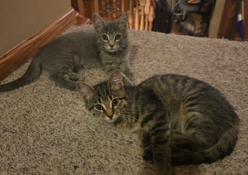 BUMBLEBEE / CRICKET - Domestic Short Hair available for adoption