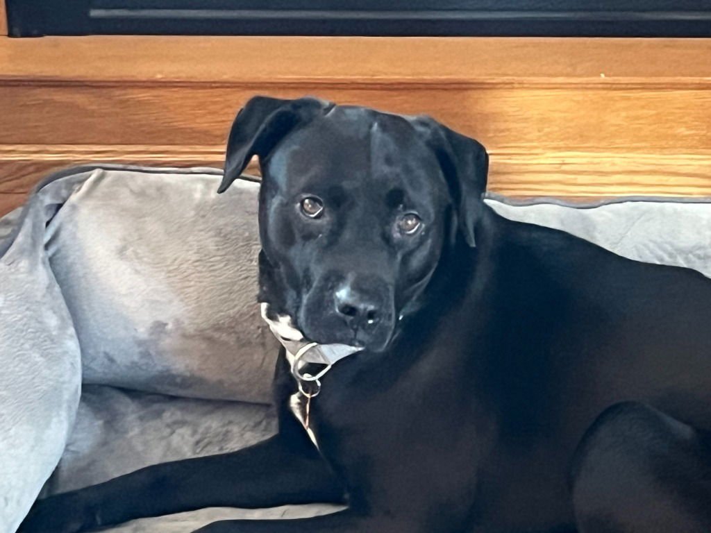 ROSE - Labrador Retriever / Terrier available for adoption