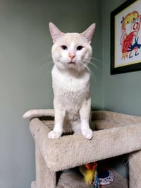 Sauerkraut-Pending Adoption - Photo 1