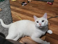 Sauerkraut-Pending Adoption - Photo 2