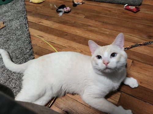 SAUERKRAUT-PENDING ADOPTION - Domestic Short Hair available for adoption