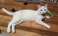 Sauerkraut-Pending Adoption - Photo 3
