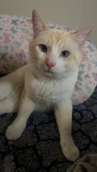 Sauerkraut-Pending Adoption - Photo 4