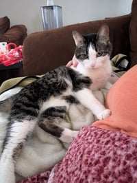 Ella- Pending Adoption - Photo 3