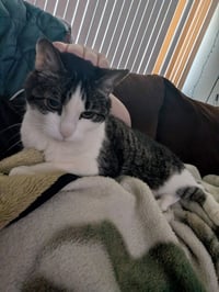 Ella- Pending Adoption - Photo 2
