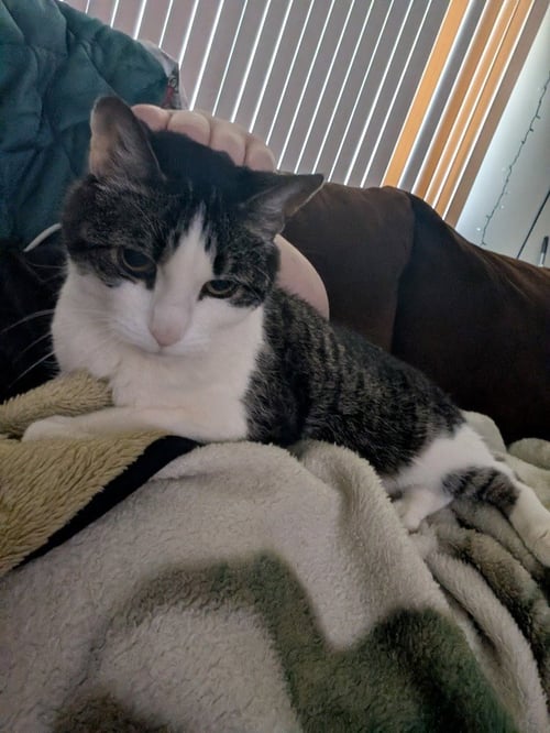 ELLA- PENDING ADOPTION - Domestic Short Hair available for adoption