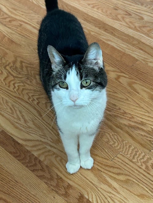 ELLA- PENDING ADOPTION - Domestic Short Hair available for adoption