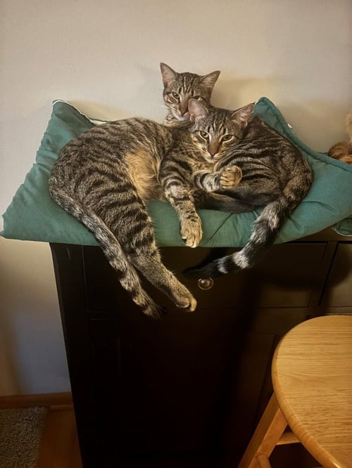 PEANUT / OLLIE - Domestic Short Hair available for adoption