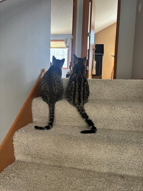 PEANUT / OLLIE - Domestic Short Hair available for adoption