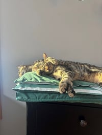 Peanut / Ollie - Photo 3