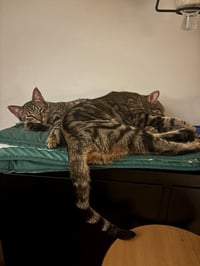 Peanut / Ollie - Photo 4