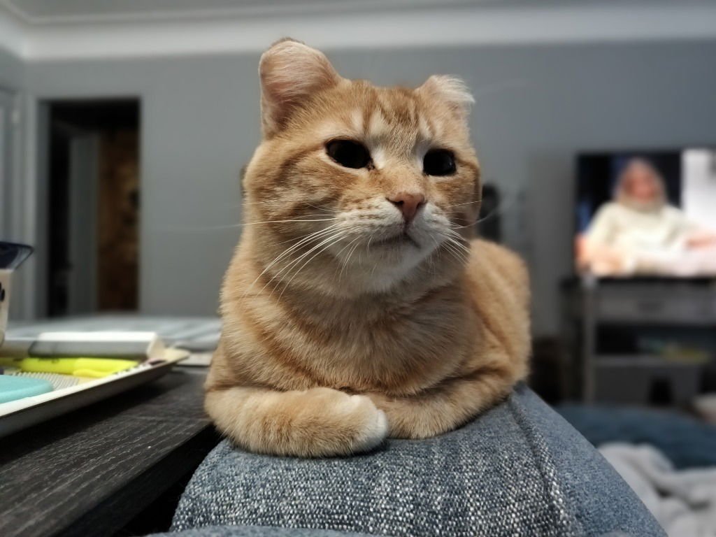 SUNSET (FIV+)-PENDING ADOPTION - Domestic Short Hair available for adoption