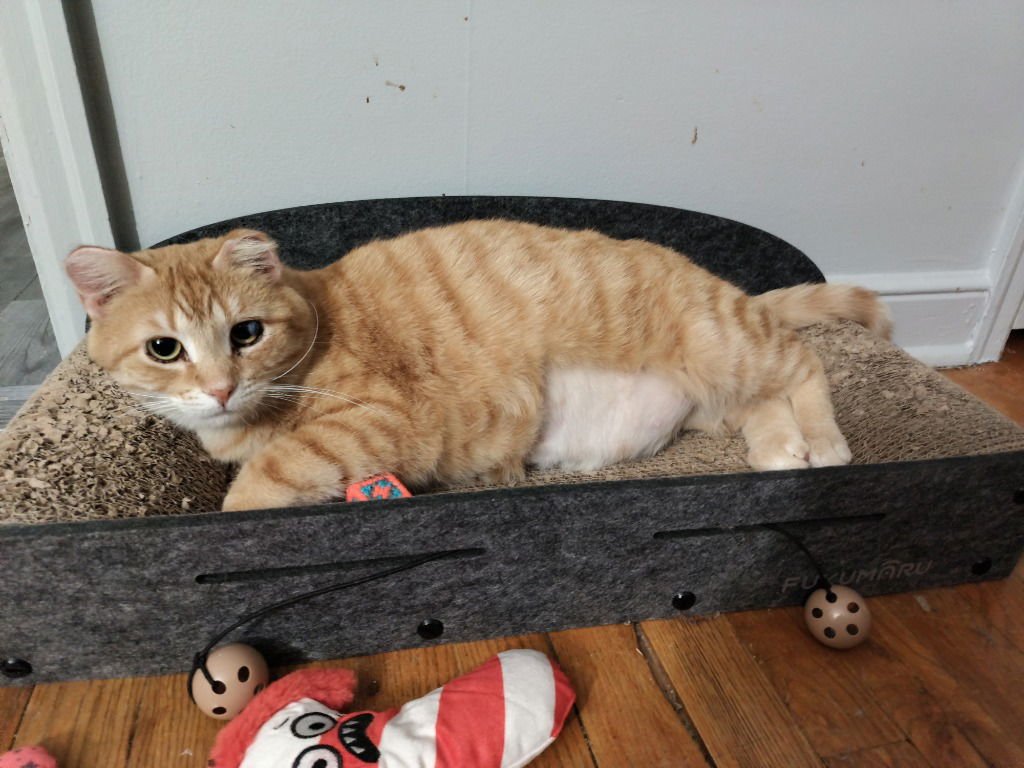 SUNSET (FIV+)-PENDING ADOPTION - Domestic Short Hair available for adoption