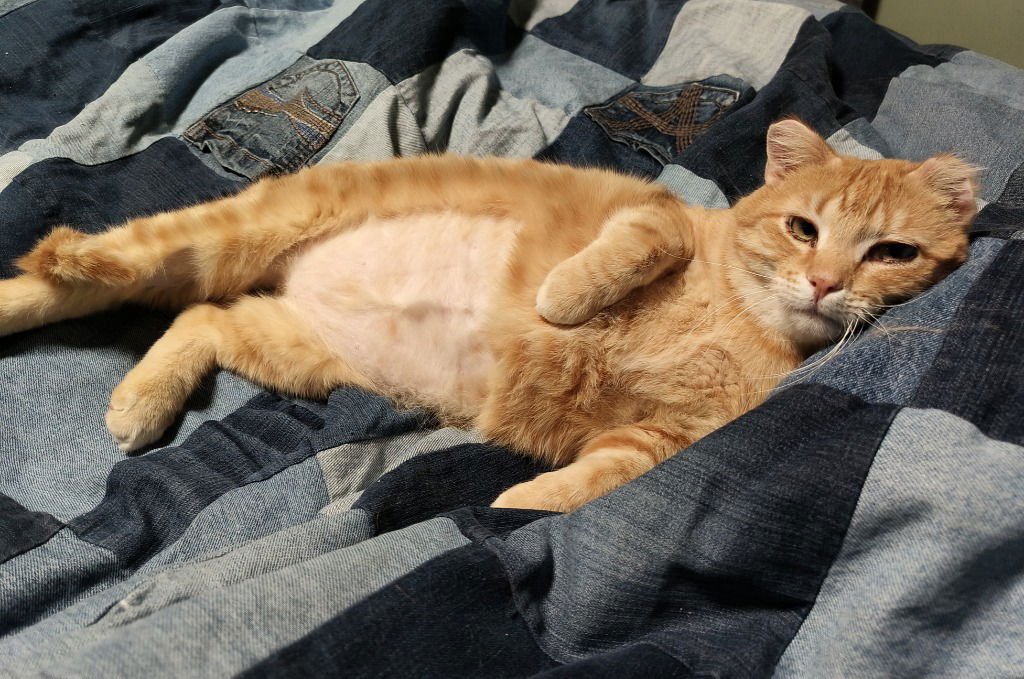 Sunset (FIV+)-Pending Adoption - Photo 3