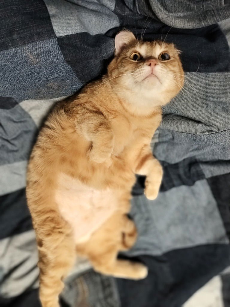 Sunset (FIV+)-Pending Adoption - Photo 4