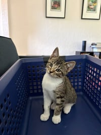Bob - Pending Adoption - Photo 1