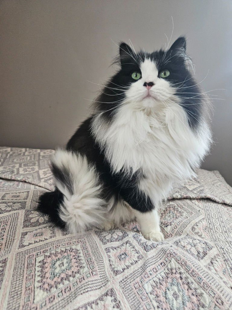 EMMET-NO LONGER ACCEPTING APPS - Domestic Short Hair available for adoption