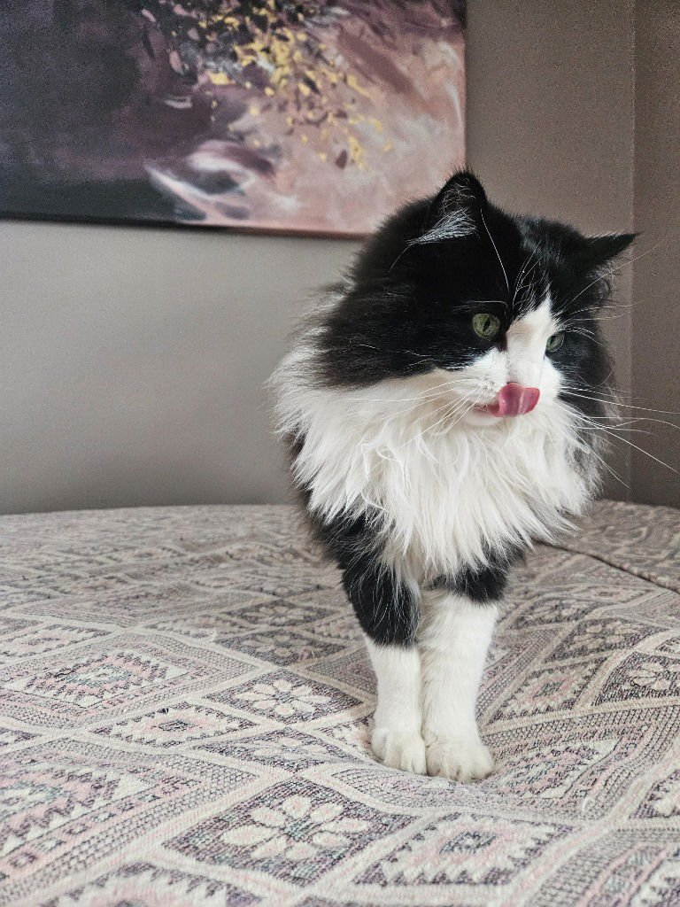 EMMET-NO LONGER ACCEPTING APPS - Domestic Short Hair available for adoption