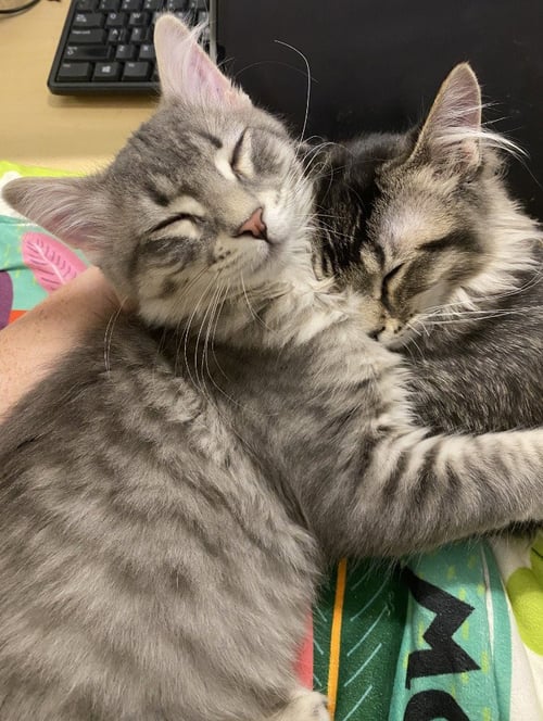 NOW - MAX APPLICATIONS / THEN - MAX APPLICATIONS - Domestic Short Hair available for adoption