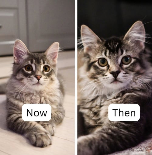 NOW - MAX APPLICATIONS / THEN - MAX APPLICATIONS - Domestic Short Hair available for adoption