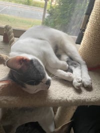 Milo / Matty - Photo 4