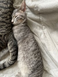 Milo / Matty - Photo 2